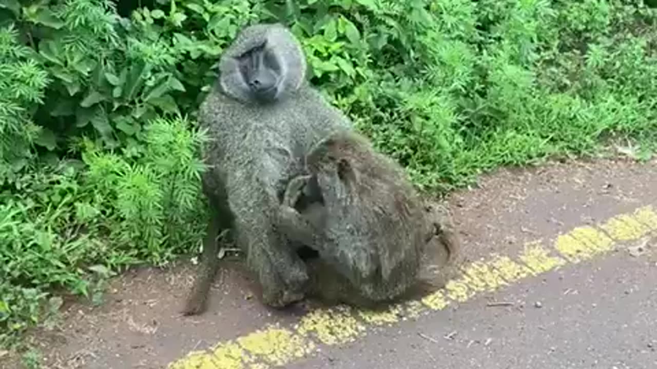 Monkey grooming