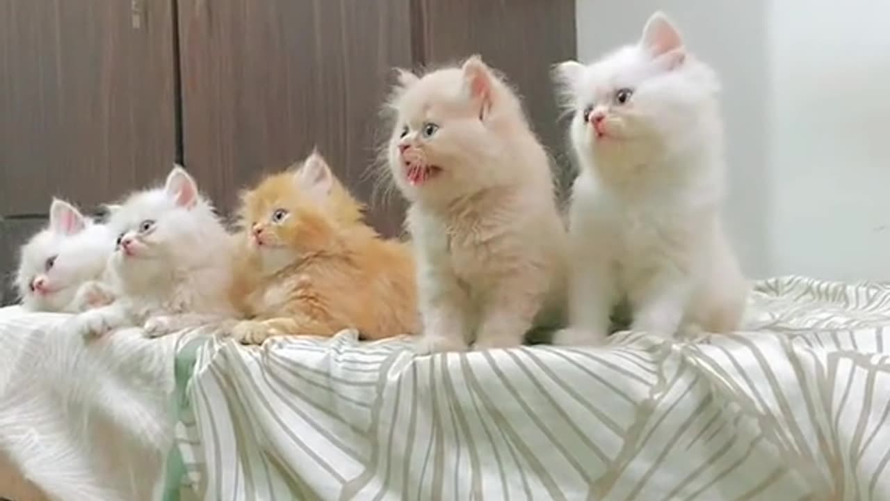 Cute baby kitten || cats videos ||viral video