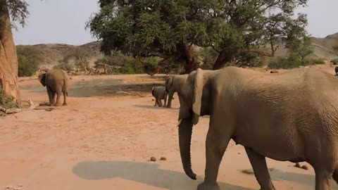 Desert Animal Family in Namibia