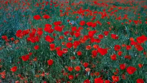 Relaxing Music | Sleeping, Meditation, Stress Relief | [1480] ⭐️