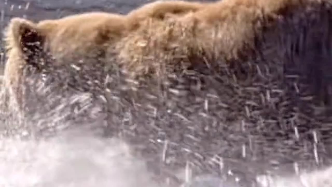 Migration of Salmon Fish