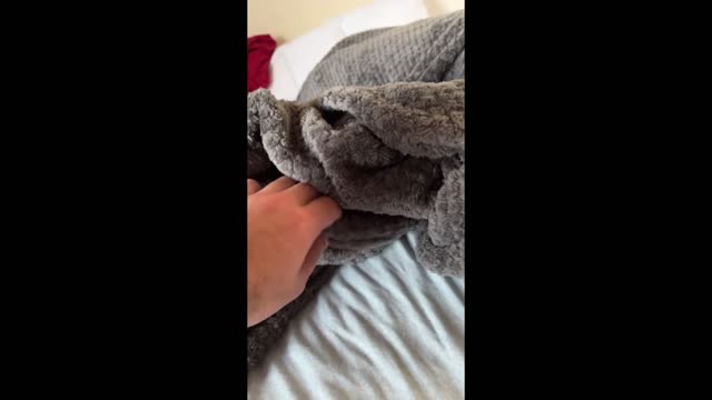Little fox is trapped by himself