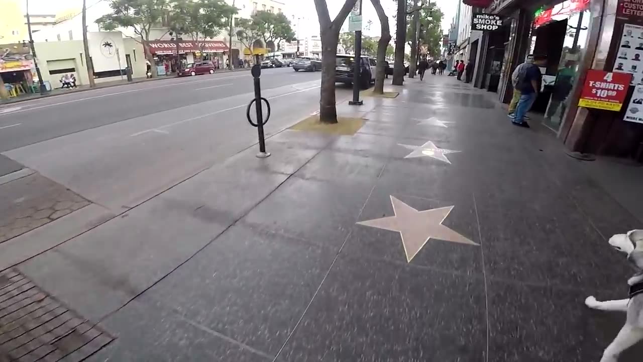 Cute Siberian Husky HOWLING At Performers on the street