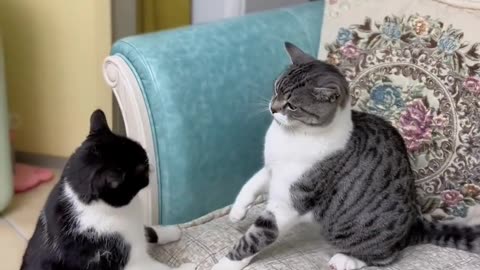 Cat family fight