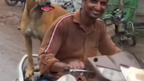 Dog asking lift in raining