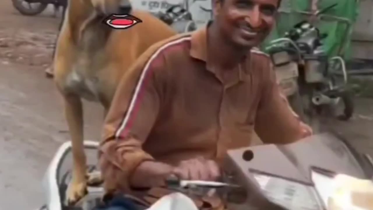 Dog asking lift in raining