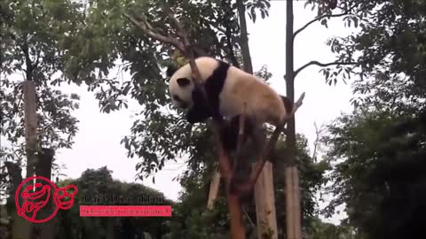 Funny Panda Compilation 2022