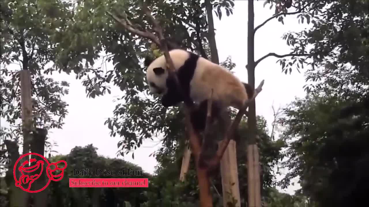 Funny Panda Compilation 2022