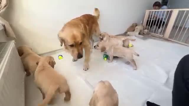 Golden Retriever Dad Meets His 11 Puppies