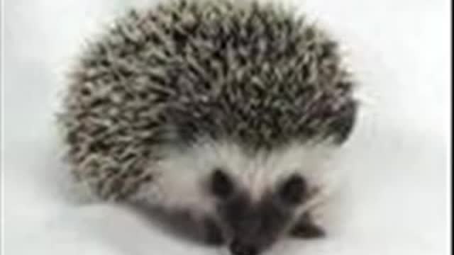 cutest animals ever