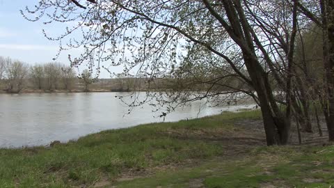 Illinois river and spring tree