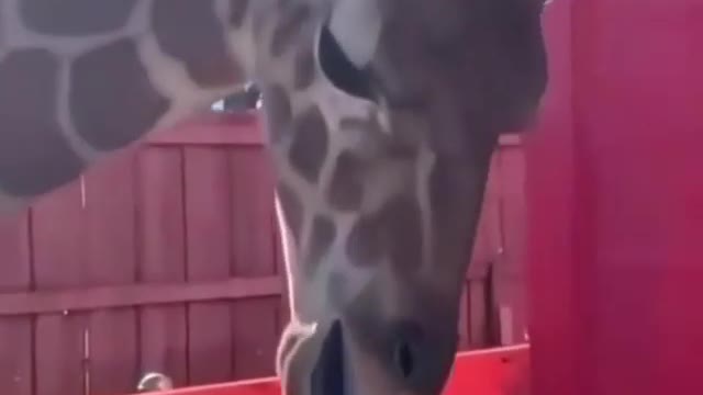 Giraffe! What you doing with this pole😅🤣