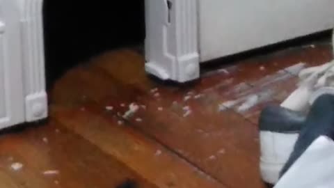 Cat door
