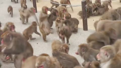 Monkey labour viral video viral