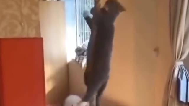 # cat # funny # catsoftiktok # dog