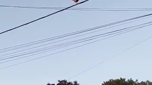 I'll show you a chicken on a tightrope