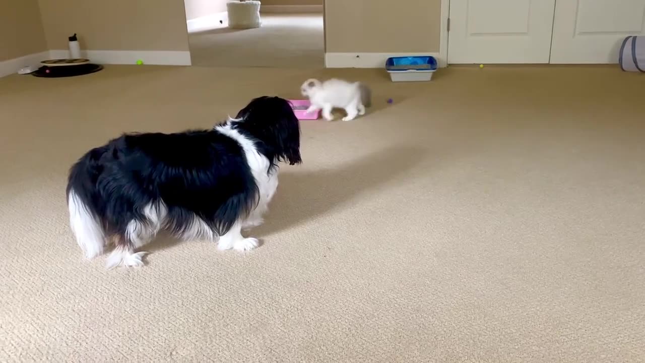 Tiny Ragdoll Kitten Ambushes Cavalier King Charles