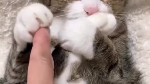 Cute Cat Make Hand Shaking