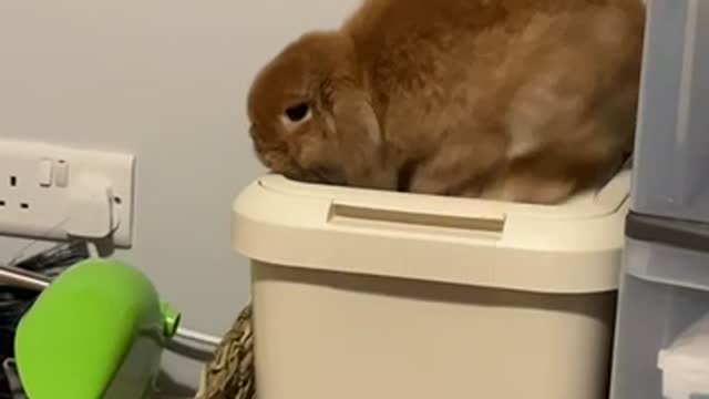 Mini Lop Bunny Max Climbing on Bin Falls Inside