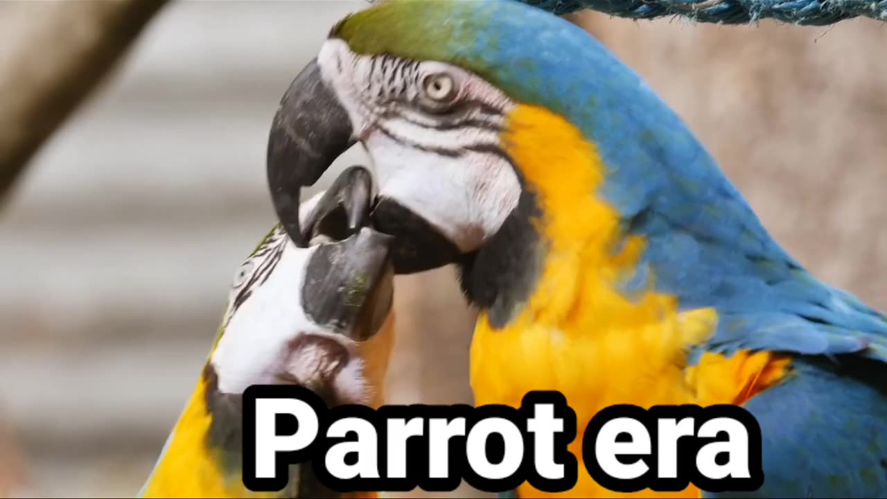 Parrot Feeling Love