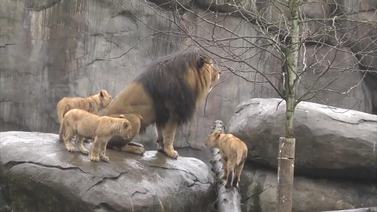 Lion cubs meet dad