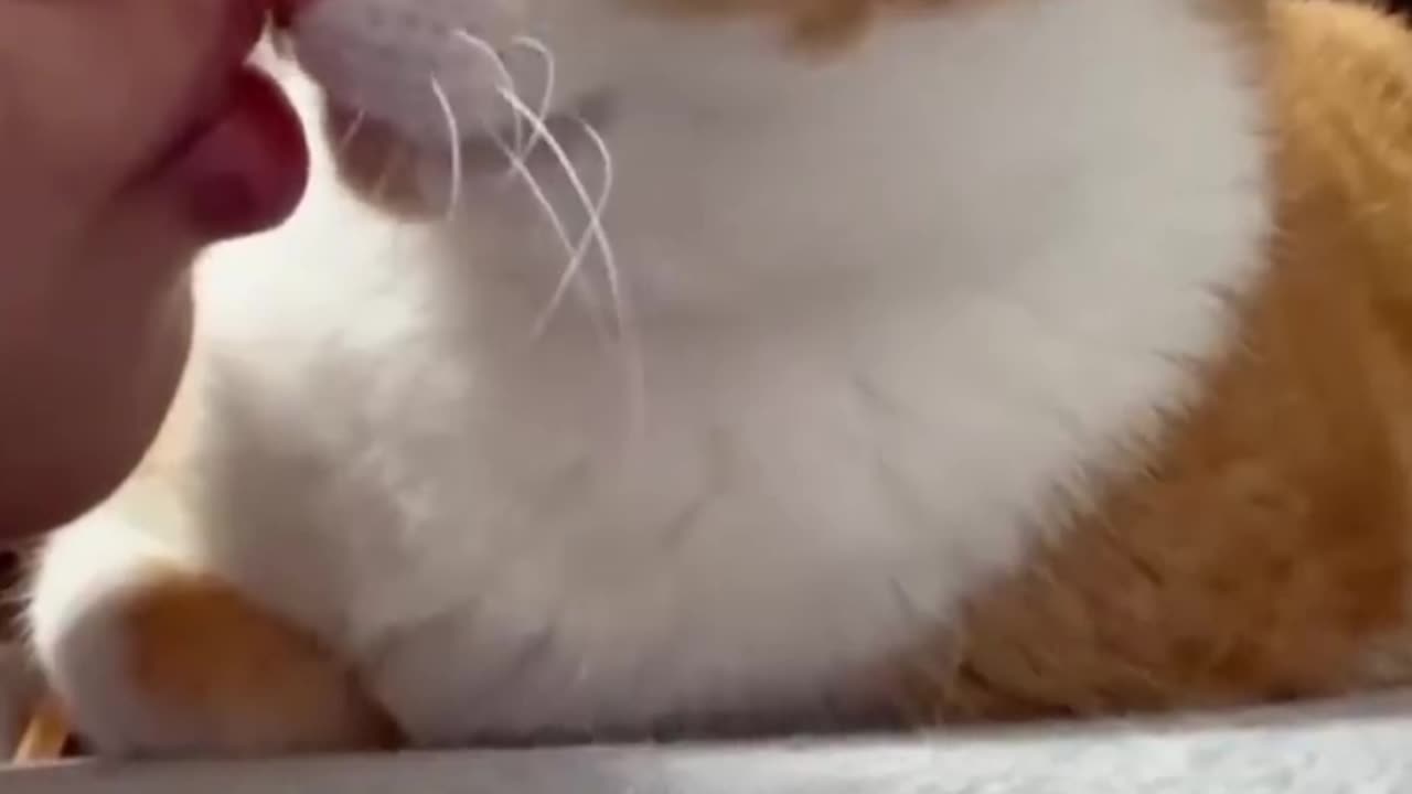 Cat bitten in the mouth while joking with the cat. 🐈🐈