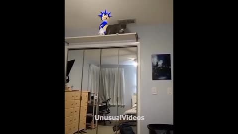 Sonic Punches My Cat