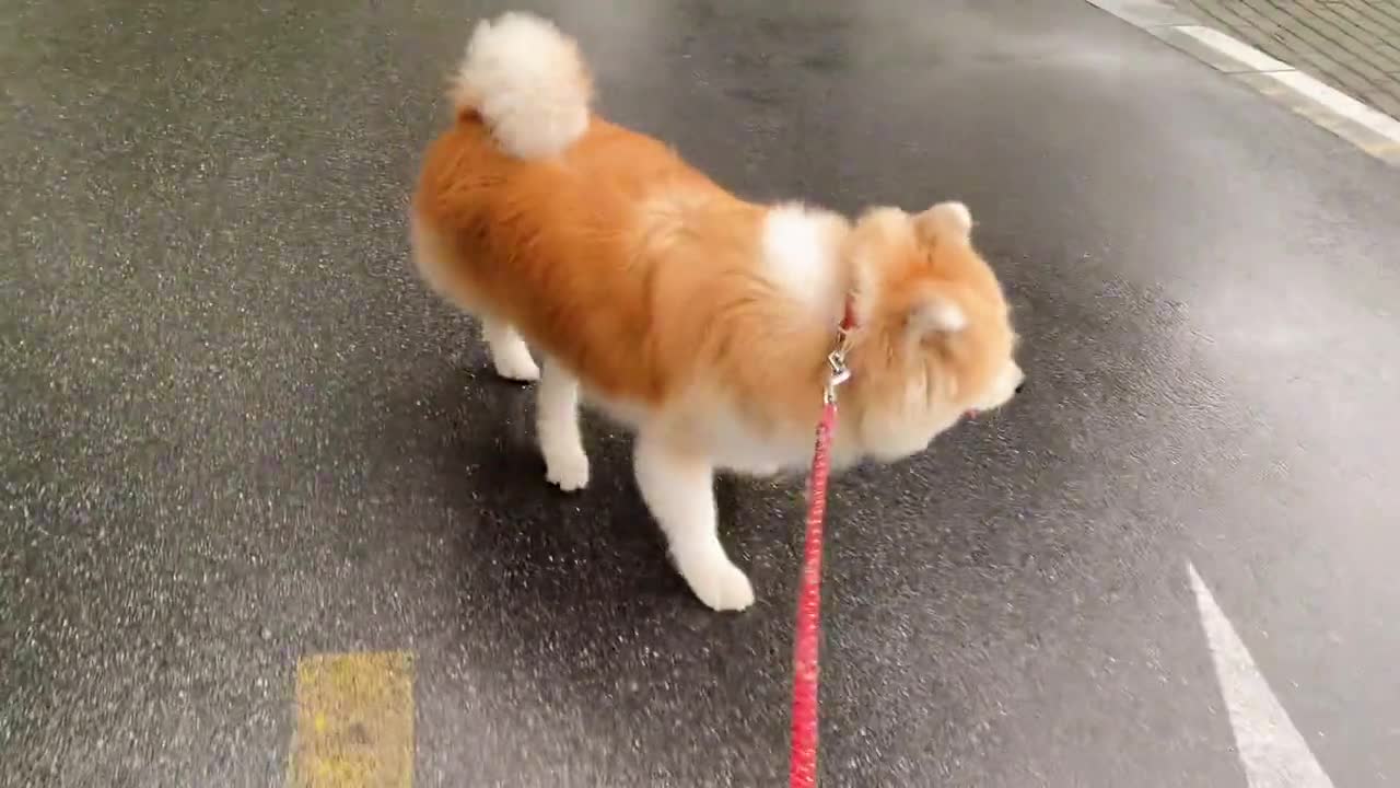 Take the dog out and he doesn't want to go home