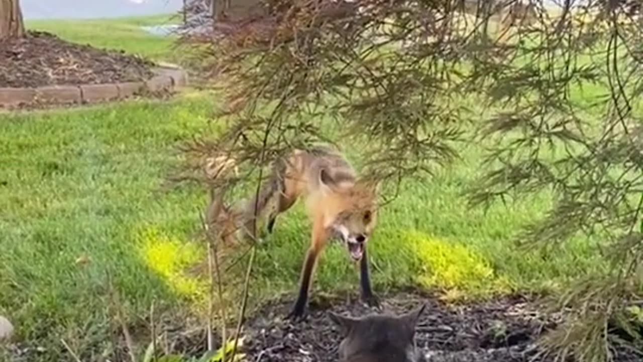 who-did-u-want-to-win-fox-cat-catlover