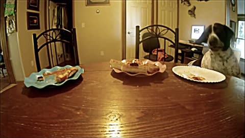 The Ultimate Compilation of Cat and Dog Fails