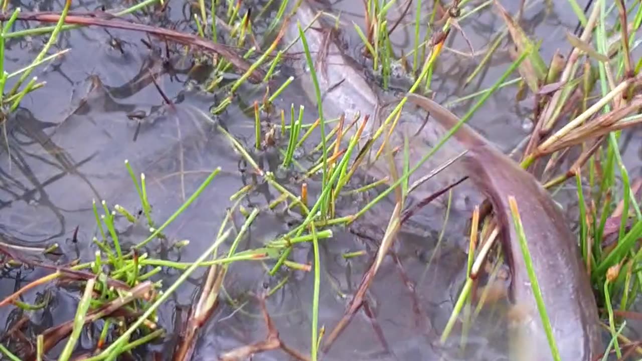many fish on the grass, fishing