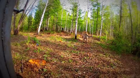 Extremely Rare - Four Siberian Tigers Released Into The Wild