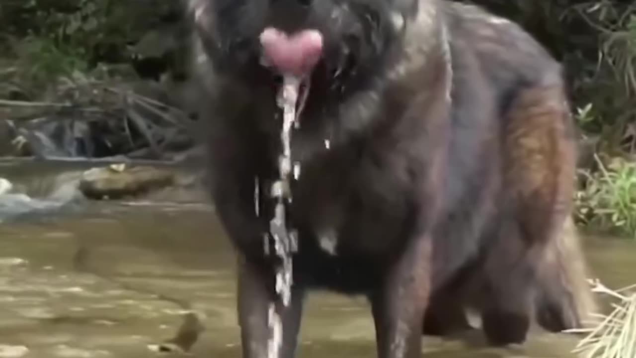 Bear Drinking Water #shorts #shortvideo #youtubeshorts#video #virals