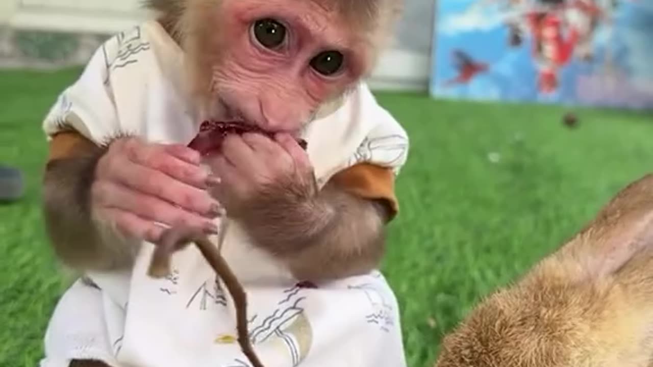 Monkey and Bunny Enjoy Grapes Together - Sweet Snack Time!