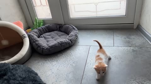 Mom Cat Shows Baby Kittens how to be friends with a Golden Retriever