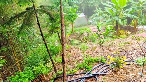 下雨天、除草、尋筍