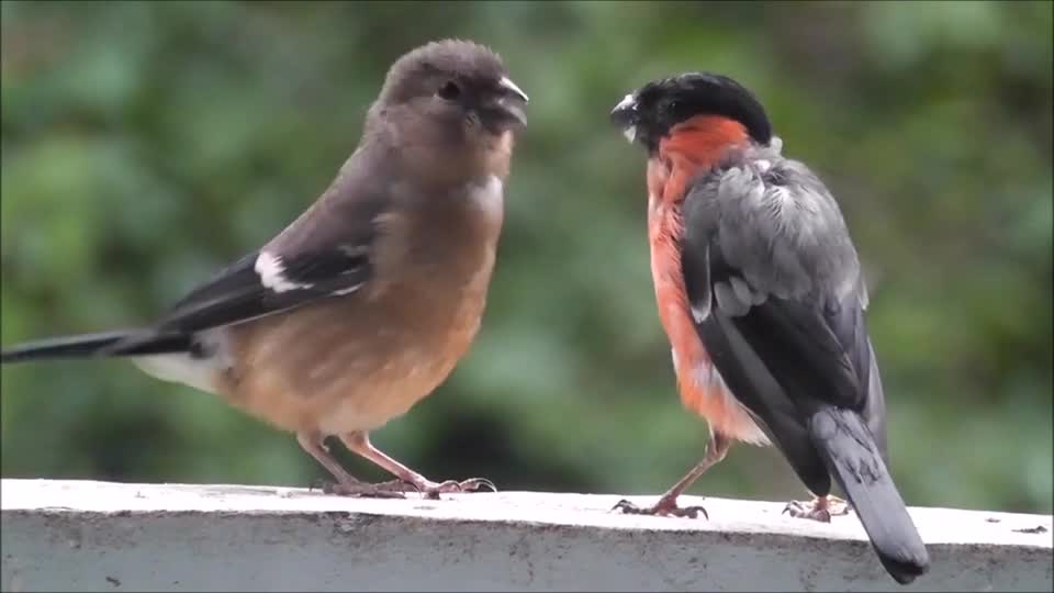 Cute little birds