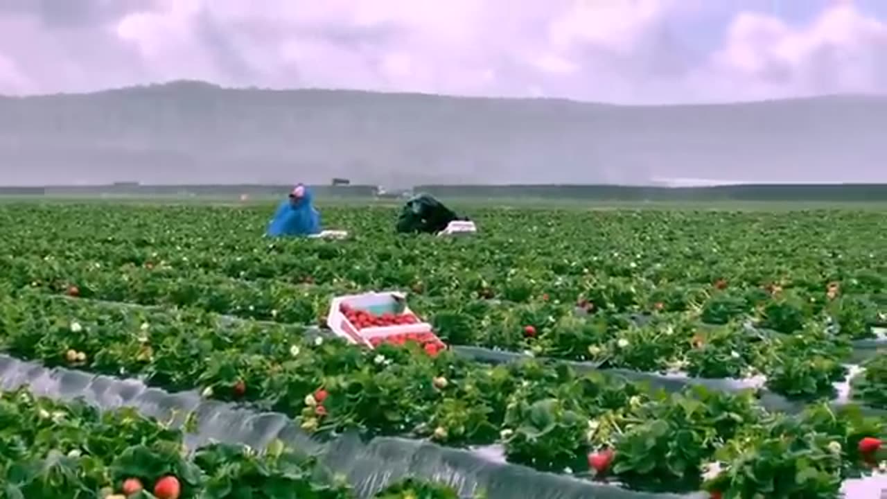 How to Produce Billions of Strawberries in California