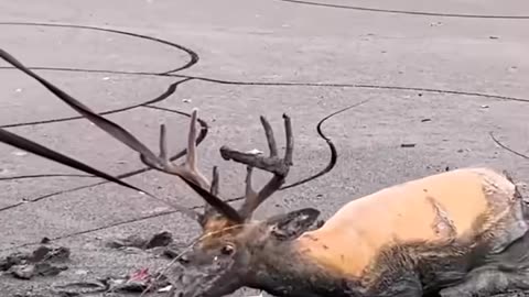 Buck stuck in mud was in need of a rescuer! 🥺