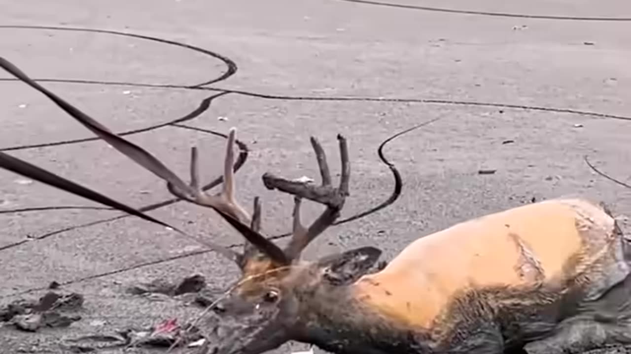 Buck stuck in mud was in need of a rescuer! 🥺