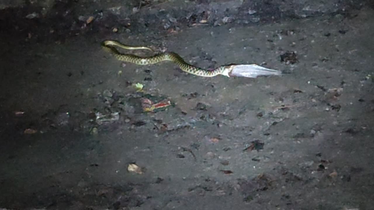 Water Snake Eating Fish