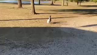 Walking along