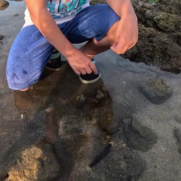 Look what I found at low tide—a squishy sea cucumber!
