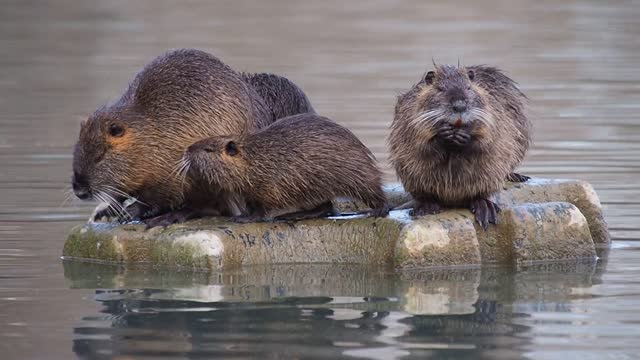 How Beavers Build Dams | Leave it to Beavers