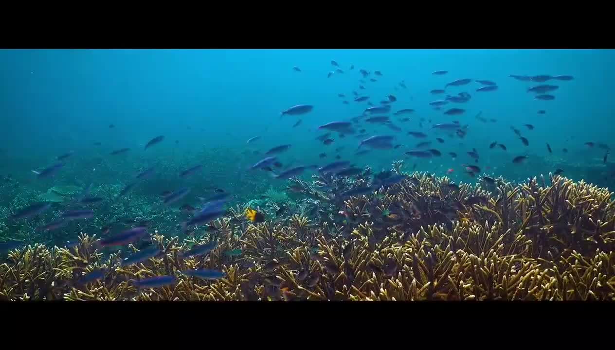 variety of sea animals,variety of sea animals in Raja Ampat,paradise under the sea