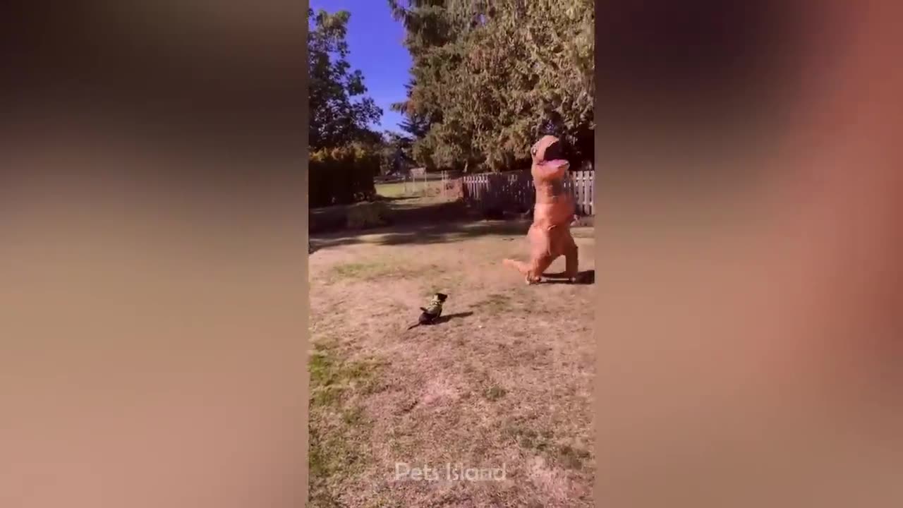 Laugh a Lot With The Funny Moments Of Monkeys