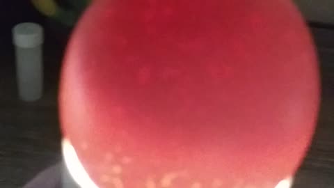 Candling A Barred Rock Egg (Day 4)