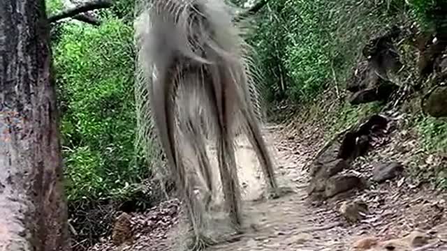 What the fuck is this Someone Knows Tell Me Comment There Who Knows