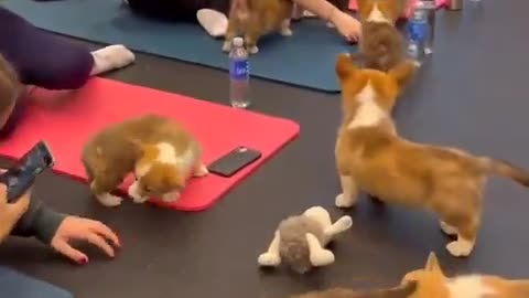 Fitness with puppies! 🥰🤗