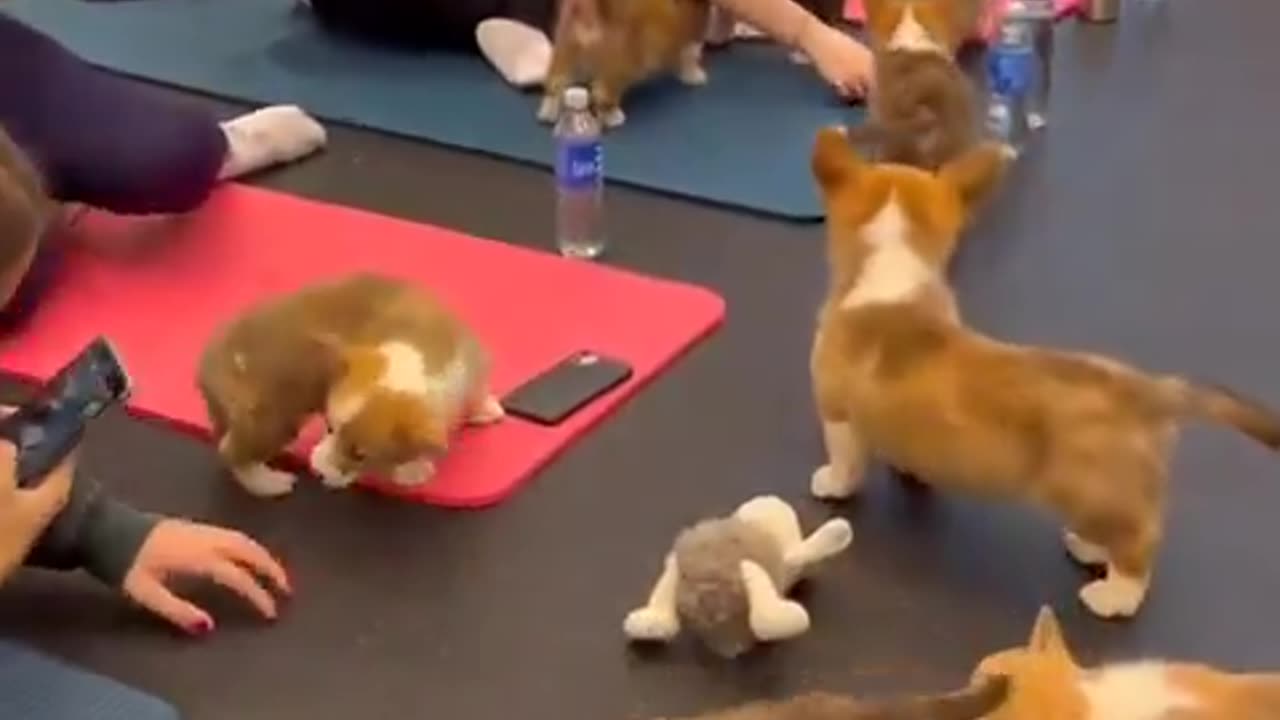 Fitness with puppies! 🥰🤗
